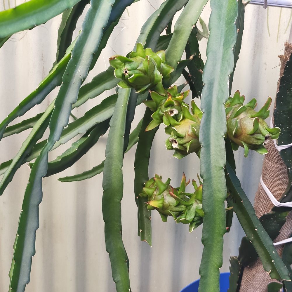 Picture of the whole plant